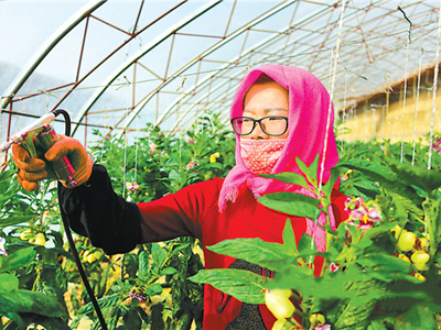 韩国七寸红胡萝卜育种技术