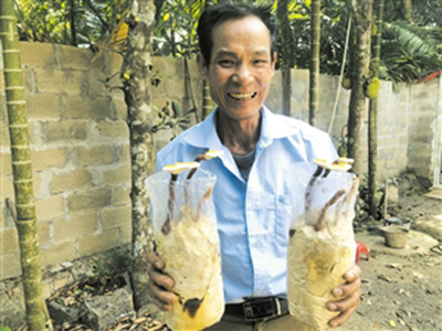 康王红红薯育种技术