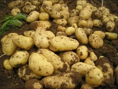 早丰红薯的高产栽培技术视频