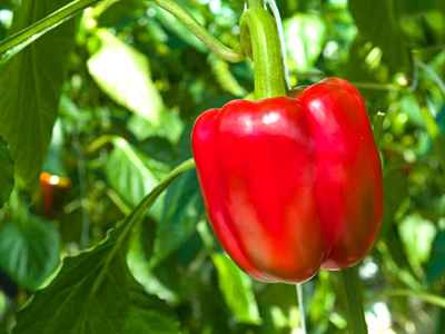 番茄高产种植技术