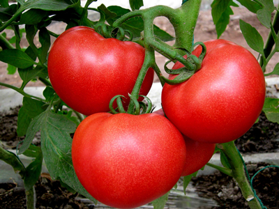 爱美特大粉果西红柿种植技术
