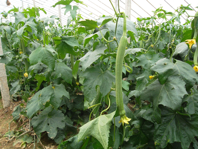 大叶菠菜种植技术