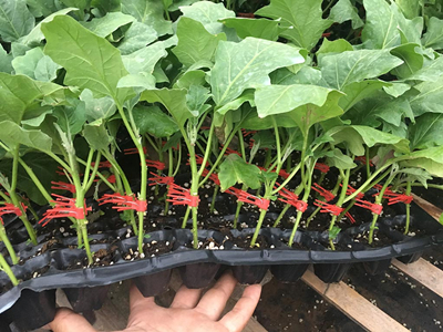 无筋四季豆的种植技术