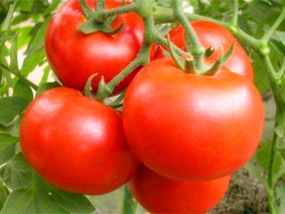 威胜西红柿供应信息