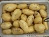 供应大西洋土豆种子
