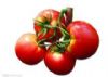 供应温室大棚西红柿，青椒蔬菜