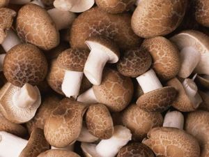 供应优质香菇