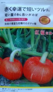 供应红福短蔓F1——南瓜种子