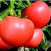 供应番茄种子-粉果新秀硕丰99