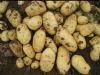 供应土豆（荷兰15）