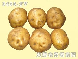 供应大量新鲜土豆