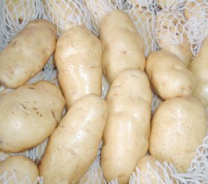 供应富硒优质土豆
