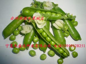 供应水果豌豆种子