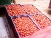 供应水果番茄