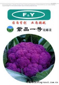 供应紫晶一号——紫花菜种子