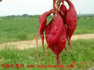 大量供应脱毒日本红东红薯秧苗