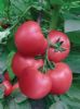 供应番茄种子-迪福