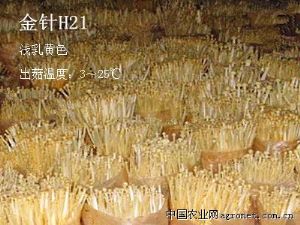 供应金针H21—黄金针菇菌种