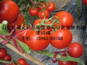 供应温室大棚精品大红西红柿