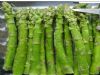 供应日本绿箭——芦笋种子