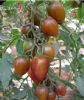 供应沃德紫玉—番茄种子