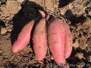 供应高淀粉红薯苗 优质紫薯苗