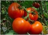 供应攀枝花红格“硬汉”番茄
