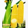 供应普朗金皇三号—玉米种子