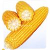 供应普朗金皇二号—玉米种子