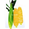 供应普朗金皇四号—玉米种子