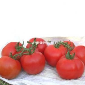 供应万能耐运—番茄种子