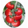 供应盖世郎番茄—番茄种子
