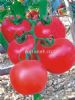 供应粉福莱07F1—番茄种子