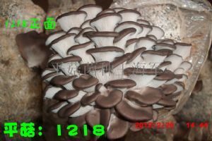 供应平菇1218菌种深黑色平菇菌种