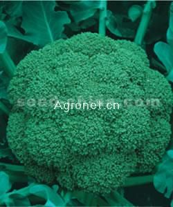 供应绿珍F1—青花菜种子