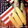 供应美国一号玉米—菜用玉米种子