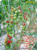 供应抗TY9307F1－高抗TY番茄种子