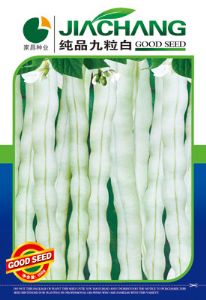 纯品九粒白-菜豆种子