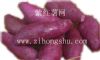 供应紫薯种