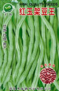 供应红玉架豆王—架豆种子
