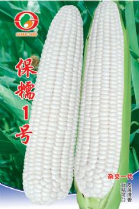 供应宝糯1号—玉米种子