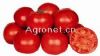 供应红粉无限-番茄种子