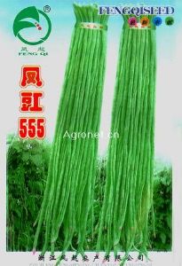 供应凤豇555（凤起）—豇豆种子
