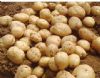 供应夏波蒂—土豆种子
