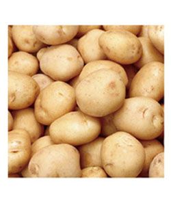 供应早大白—土豆种子