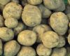 供应克新—土豆种子