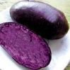 供应紫色王子—土豆种子