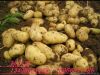 供应优质土豆