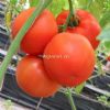 供应浙杂809-番茄种子