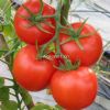 供应浙杂206-番茄种子